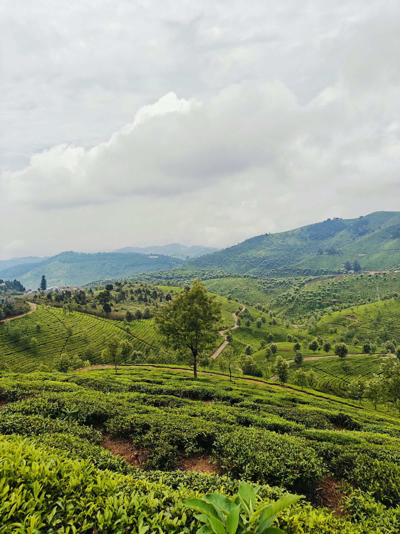 Terraced tea plantations across layered green hills